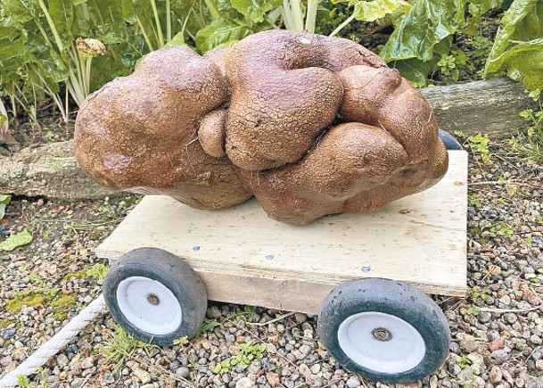 7.9公斤巨薯創紀錄