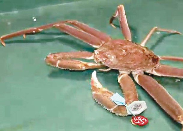最高級別松葉蟹  天價34萬賣出