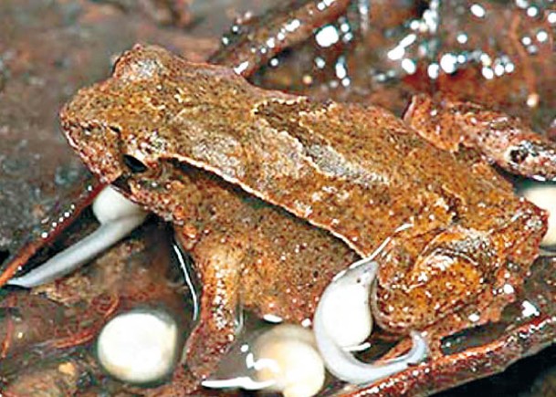 新品種袋蛙  雄性兩袋育蝌蚪