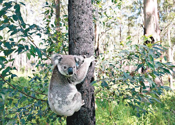 新省85%樹熊染病恐致絕種