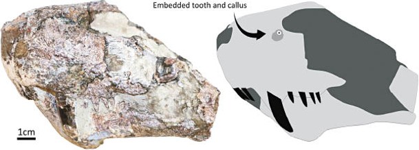 麗齒獸頭骨嵌有牙齒（箭嘴示）。
