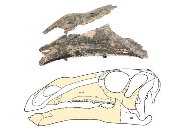 新品種恐龍（上）比曼特爾龍（下）有更多牙齒。