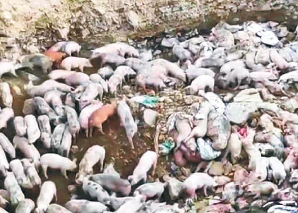 養豬場被揭把大量病死豬遺棄在坑內。