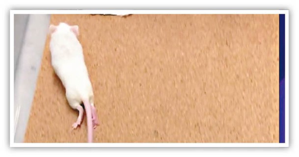 原本癱瘓的老鼠接受注射後重新行走。