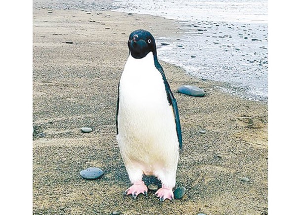 南極企鵝游3000公里登陸新西蘭