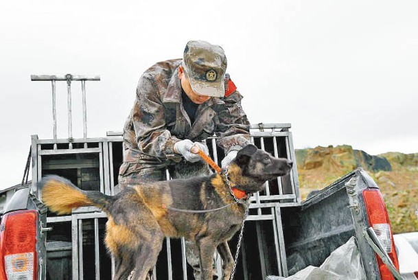 野豬捕獵隊伍帶同獵犬輔助。