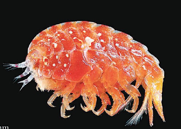 日童發現鮮紅蝦  揭屬新品種
