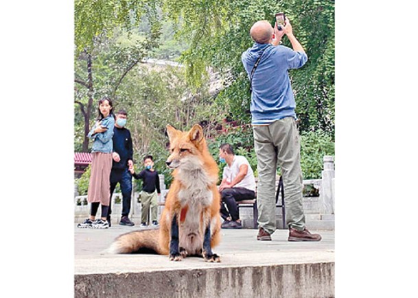 小狐狸常在潭柘寺出沒。