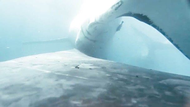 鏡頭拍到座頭鯨與同類搏鬥的畫面。