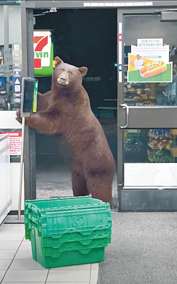 棕熊熟練地闖入便利店。