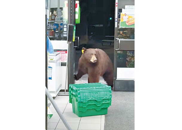 加州棕熊闖商店  淡定翻雪櫃