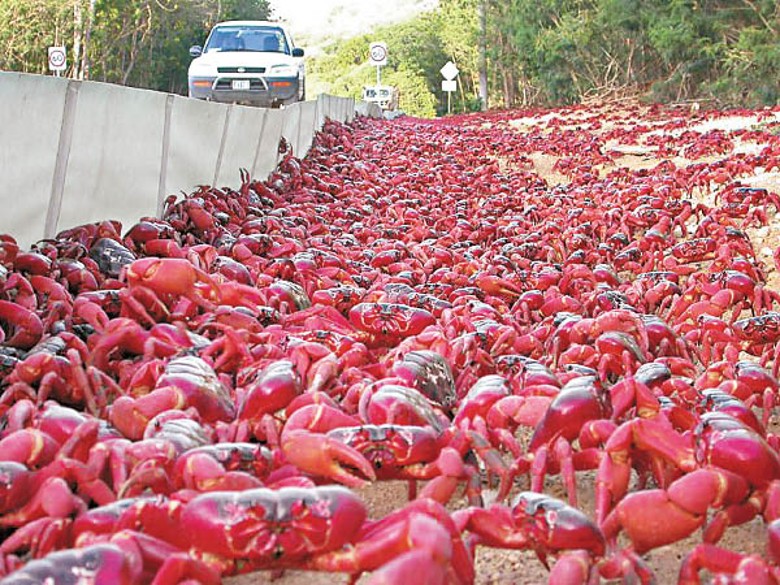澳洲位於印度洋東北部的聖誕島每年10月至11月都是紅蟹的遷徙季，今年的遷徙季已展開，超過5,000萬隻紅蟹從島上森林遷移到海邊產卵，為期約18日。政府更特地封路，並建造專用的橋和圍欄，護送牠們到海邊。