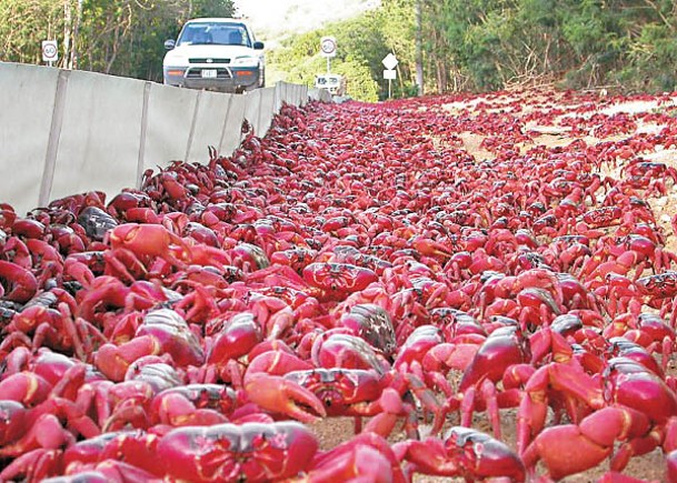 澳洲護送紅蟹大遷徙