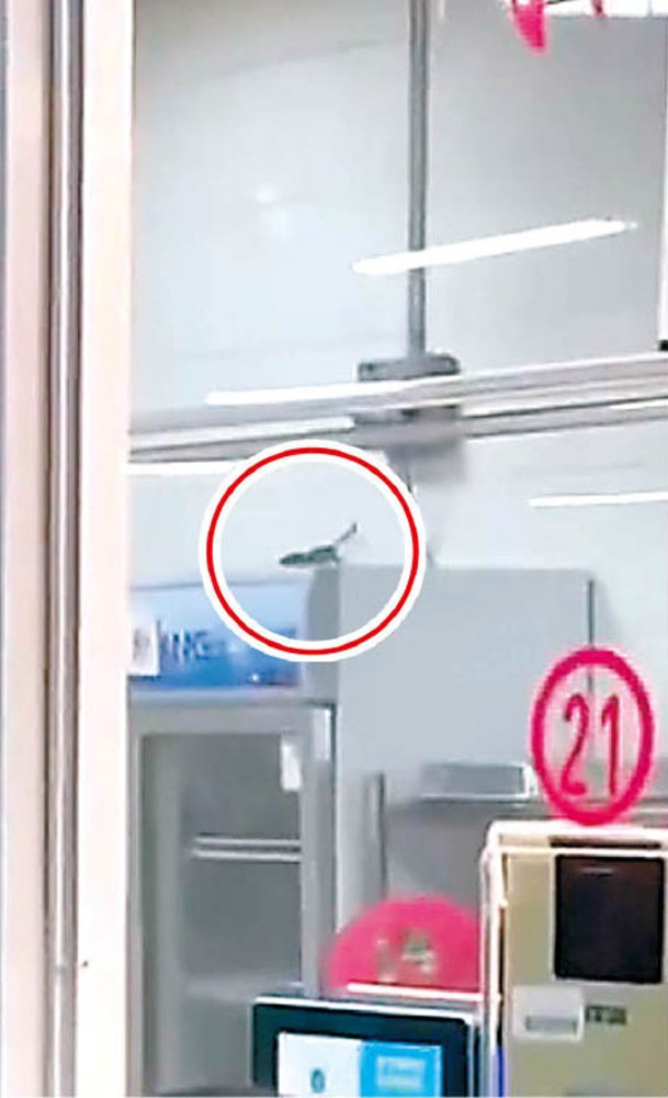 學生拍下老鼠抵達冷藏櫃頂。
