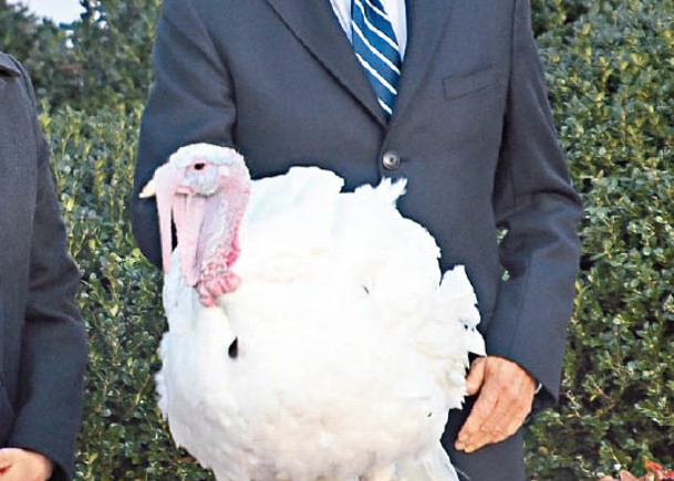 按感恩節傳統  美總統赦免兩火雞