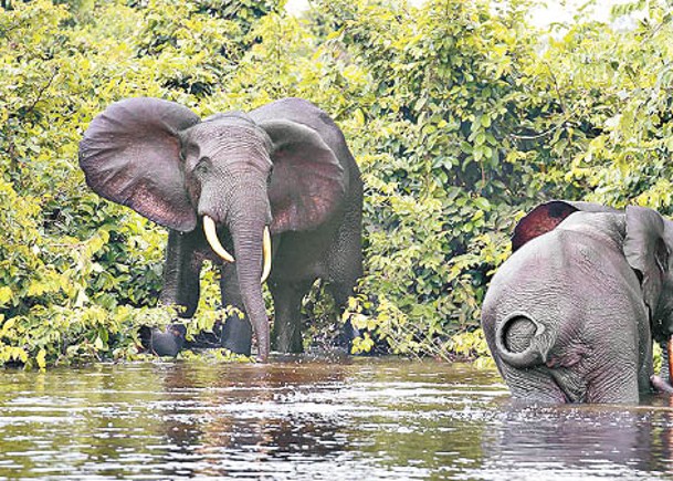 非洲森林象群棲息範圍遍布加蓬全國。