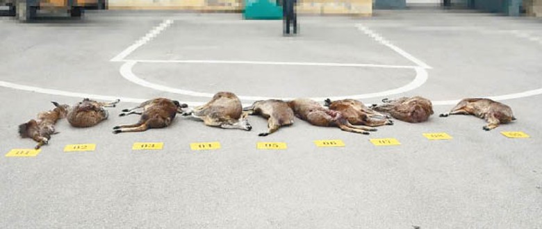 公安局展示野生動物屍體。