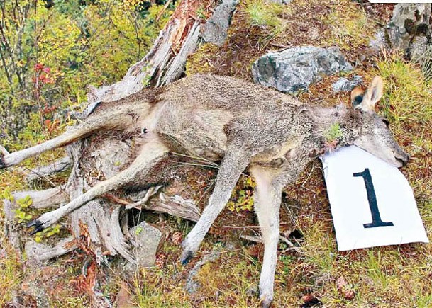 野生動物被非法獵殺。
