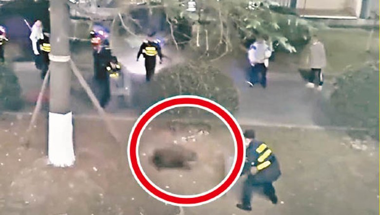 有野豬（紅圈示）闖入南京醫科大學校園。