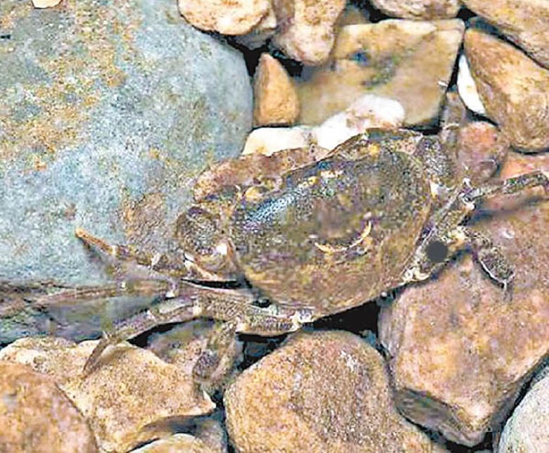 深圳巨腹蟹棲息於山溪。