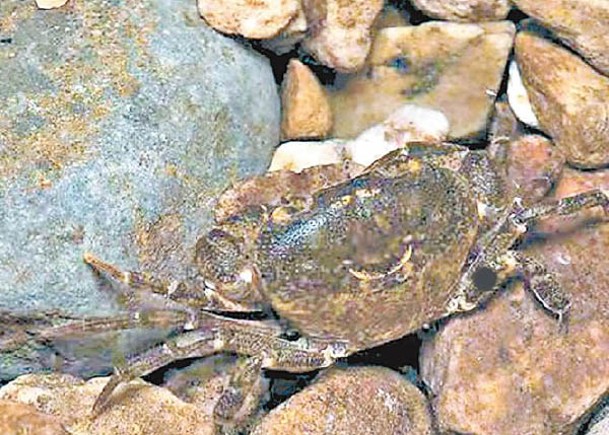 深圳山溪  現新種巨腹蟹