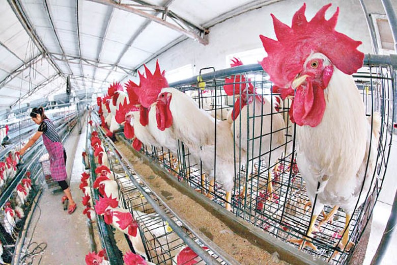 中國打破了外國對白羽雞種源的長期壟斷。