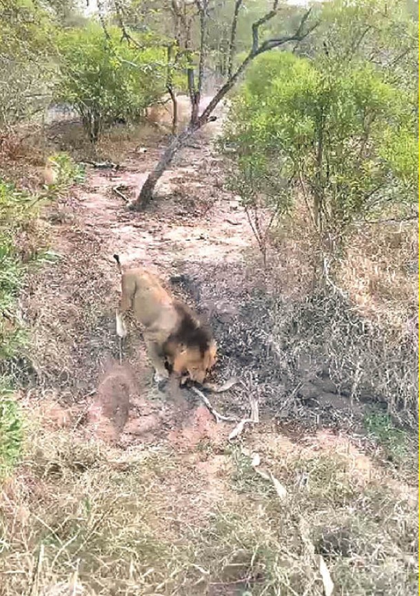 獅子拉扯一番後才鬆口。