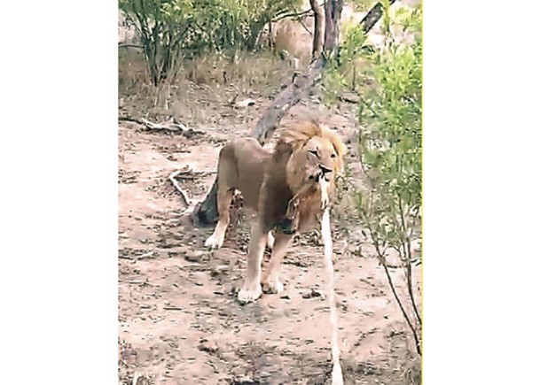 非洲雄獅追咬車後繩嚇遊客