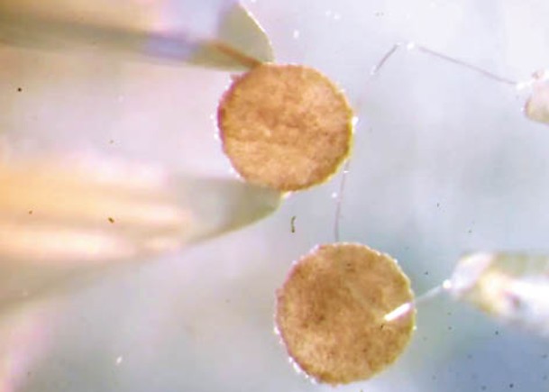 研究人員從青蛙胚胎抽取幹細胞製造出Xenobot。