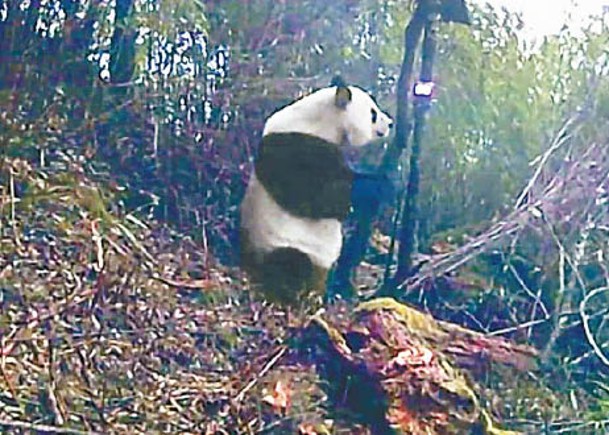 大熊貓標記領地  綿竹攝過程
