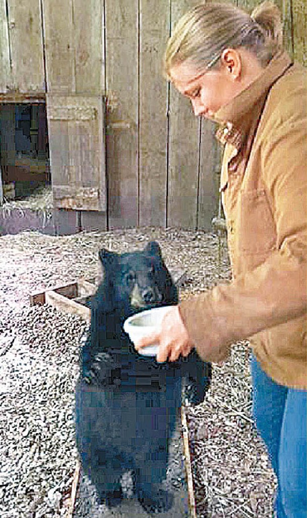 研究人員將腳印與熊的足印比對。