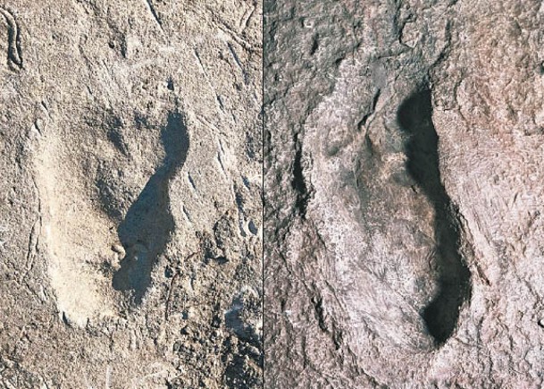 坦桑尼亞  366萬年前腳印  或屬未知古人類