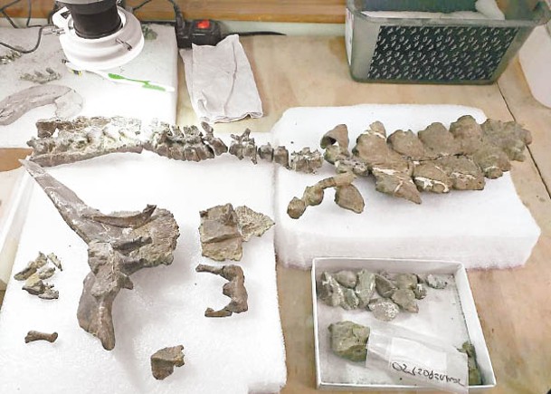 智利團隊重組化石  發現新品種甲龍