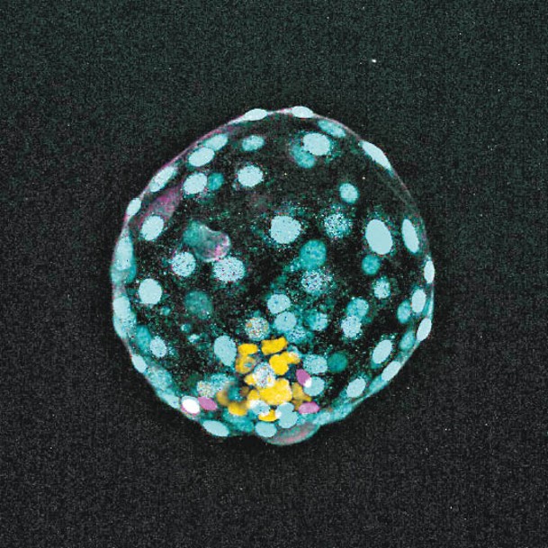 模擬圖顯示幹細胞成功結合成囊胚。