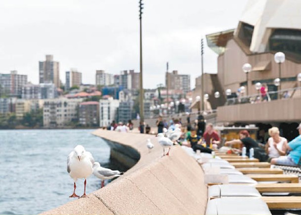 海鷗滋擾食客  悉尼歌劇院派狗驅趕
