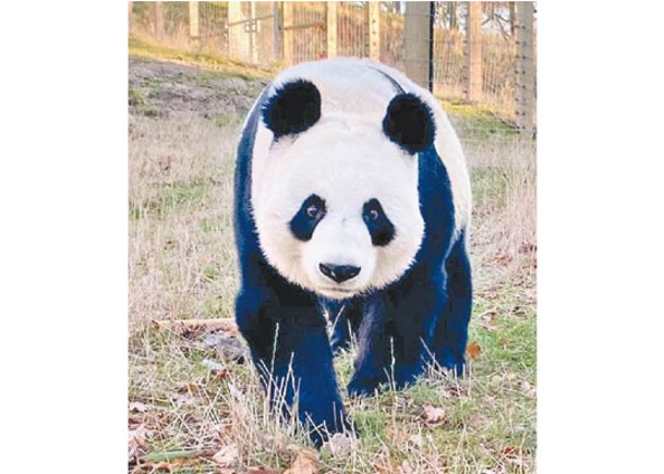 兩大熊貓  獲延居愛丁堡至2023年