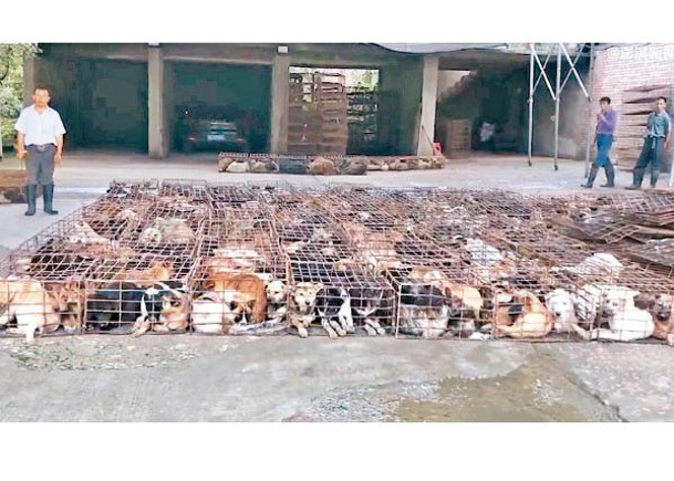 場內有大量病狗被困在生銹的雞籠。