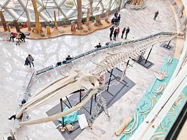 鯨骨標本在上海自然博物館中展出。