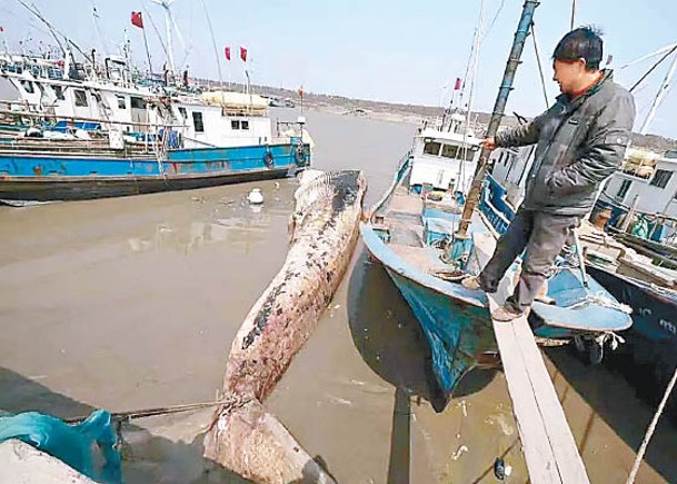 上海展出  最大長鬚鯨標本