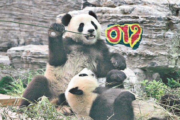 現今大熊貓用「偽拇指」輔助抓取竹子。