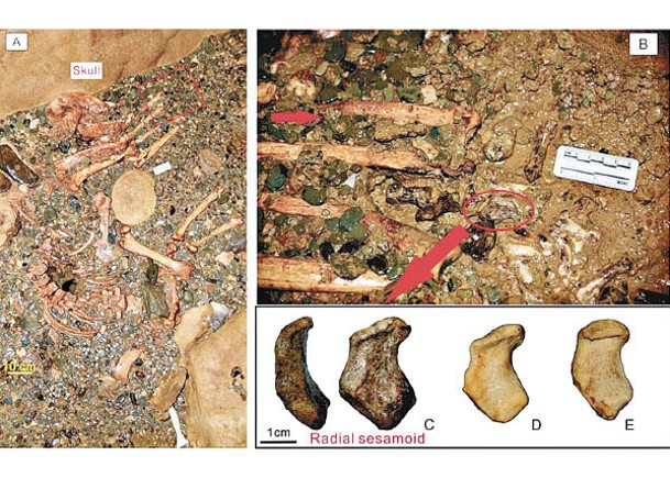 研究員在雙河洞發現古時大熊貓化石。