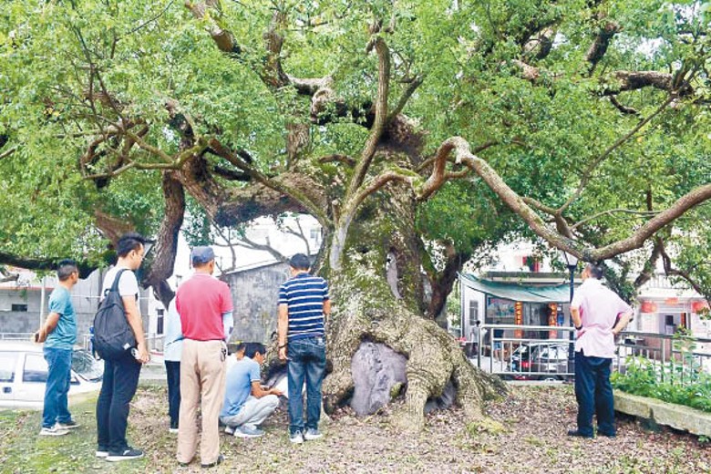 廣東省政府要求保護古樹。