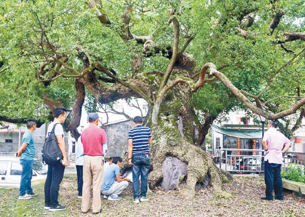 廣東省政府要求保護古樹。