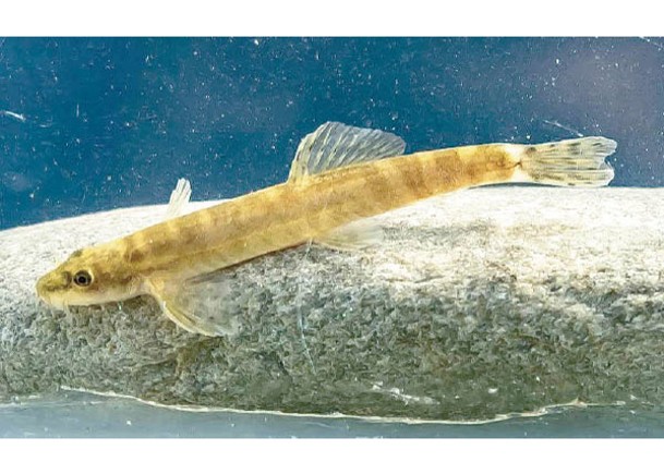 巴特曼河泥鰍絕迹近半世紀。