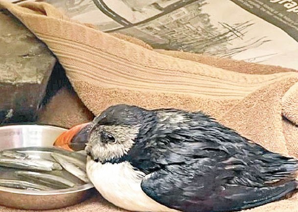 罕見海鸚鵡  受傷困歐洲根西島