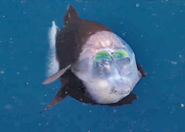 異形深海魚  眼發光捕獵