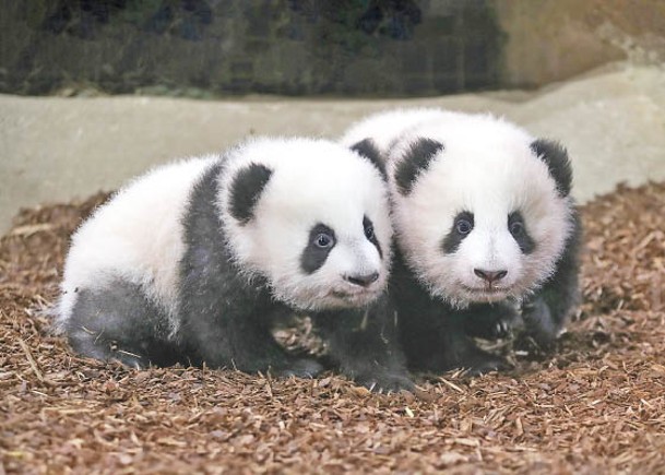法國大熊貓   雙胞胎首亮相