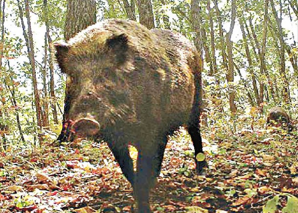 野豬氾濫  林草局擬剔出保護令
