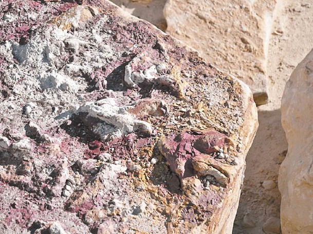 考古現場遺留多種恐龍足迹。