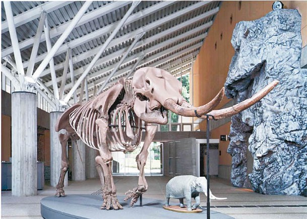180萬年史前象化石  列天然紀念物